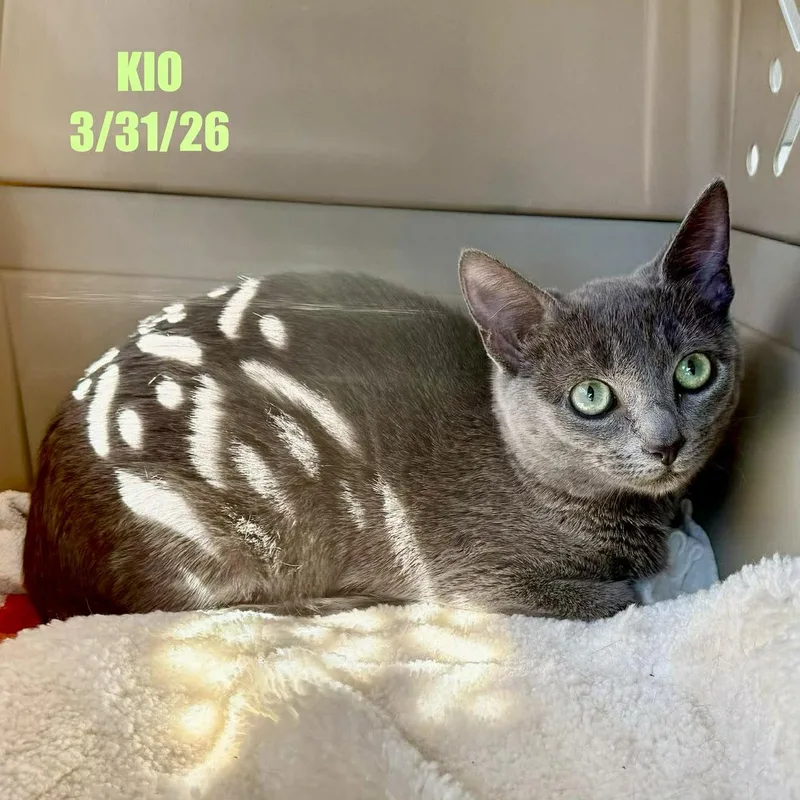 A young medium-sized female Domestic Short Hair cat named Kiotrixie for adoption in Berlin, MD