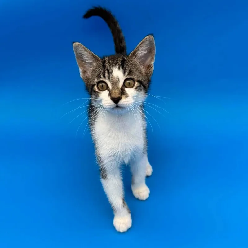 A baby small-sized female Brown / Chocolate Domestic Short Hair cat named Sibley for adoption in Plainfield, IL