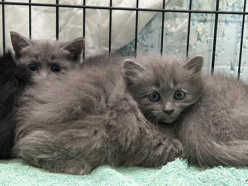 A baby medium-sized female Gray / Blue / Silver Russian Blue cat named Miko And Tasha for adoption in LAMPASAS, TX
