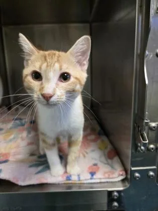 A young medium-sized female Domestic Short Hair cat named Squid for adoption in Gainesville, FL