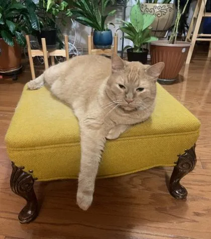 Simba The Brave thumbnail 2