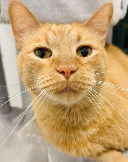 Simba The Brave thumbnail 3