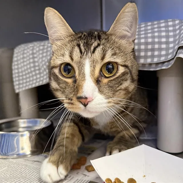 An adult small-sized male Domestic Short Hair cat named Buster for adoption in Las Vegas, NV