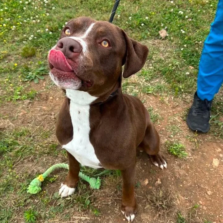 A young large-sized male Pit Bull Terrier dog named Bumblebee for adoption in Springdale, AR