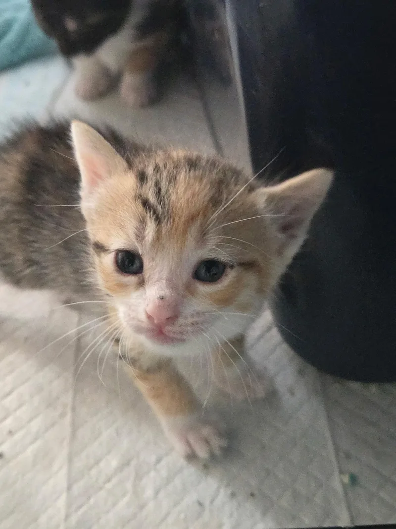 A baby medium-sized female Calico cat named Holly for adoption in Clifton, NJ