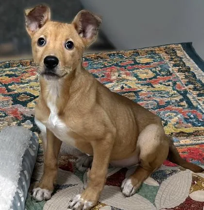 Peachring thumbnail 2