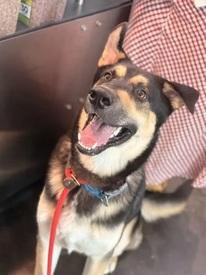 An adult large-sized male Mixed Breed dog named Moon for adoption in Memphis, TN