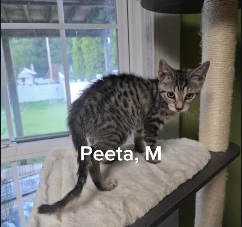 A baby small-sized male Tabby (Gray / Blue / Silver) Domestic Short Hair cat named Peeta for adoption in Shrewsbury, MA