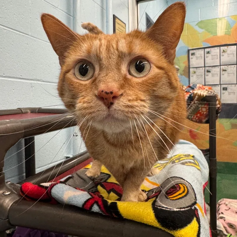 A senior large-sized female Orange / Red Domestic Short Hair cat named Zena for adoption in Pekin, IL
