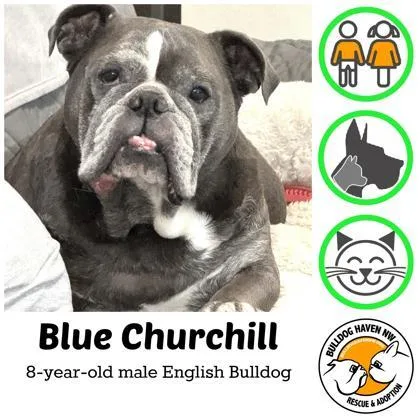 A senior medium-sized male Gray / Blue / Silver English Bulldog dog named Blue Churchill for adoption in Bonney Lake, WA