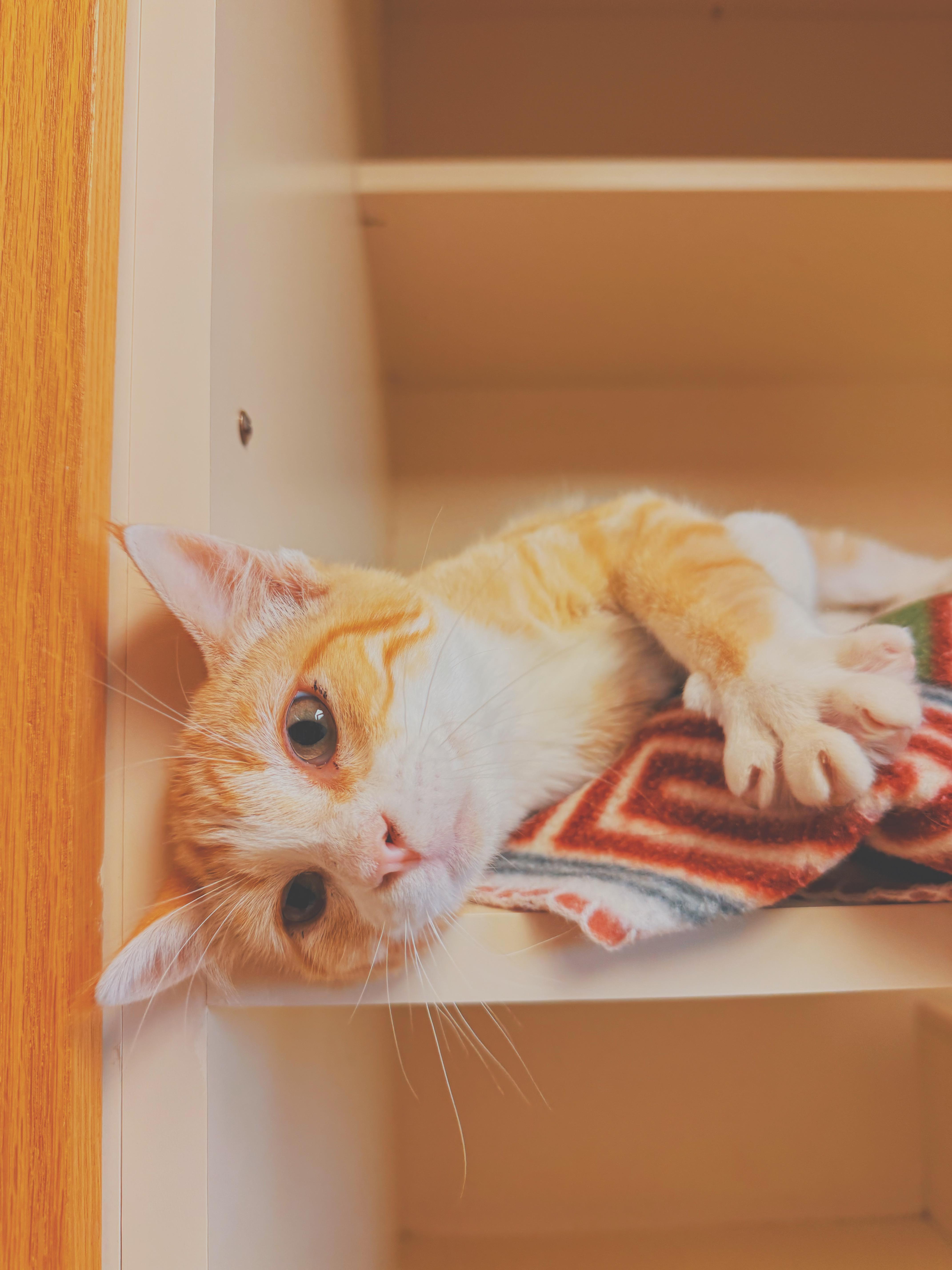 A young medium-sized male Orange & White Domestic Short Hair cat named Buns for adoption in Hays, KS
