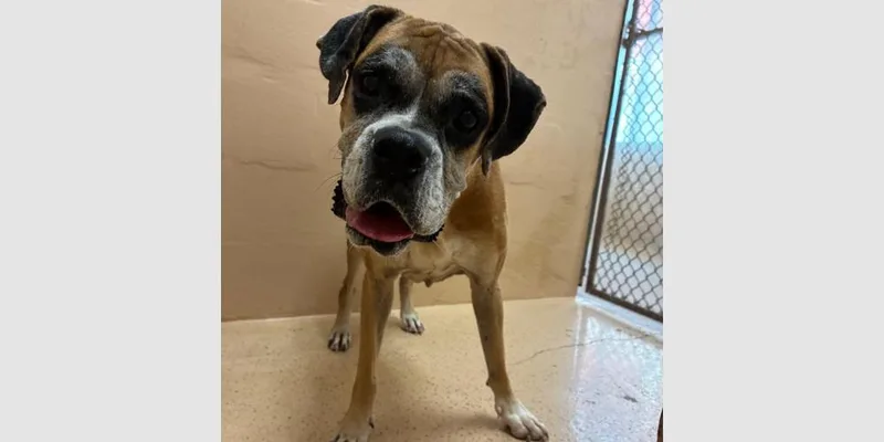 A senior medium-sized female Yellow / Tan / Blond / Fawn Boxer dog named Bubly for adoption in Hewitt, TX