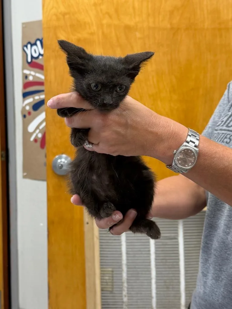 A baby medium-sized male Domestic Short Hair cat named Cardoso for adoption in Sorrento, LA