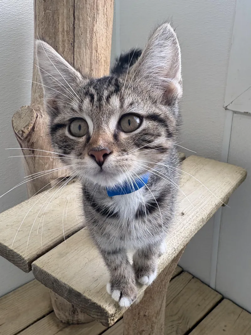 A baby medium-sized male Brown / Chocolate Domestic Short Hair cat named Biscuit for adoption in Chicago, IL