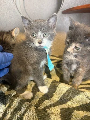 A baby small-sized male Domestic Short Hair cat named Selene for adoption in Washington, DC