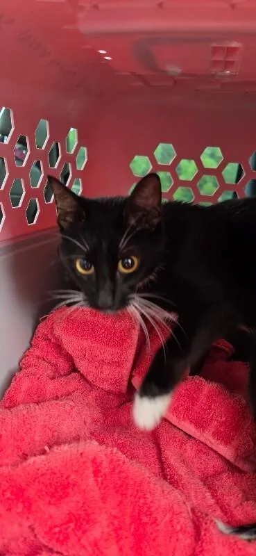 An adult medium-sized female Black & White / Tuxedo Domestic Short Hair cat named Rose for adoption in Mobile, AL
