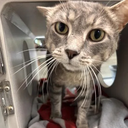 An adult medium-sized male Domestic Short Hair cat named Crybaby for adoption in Kansas City, MO