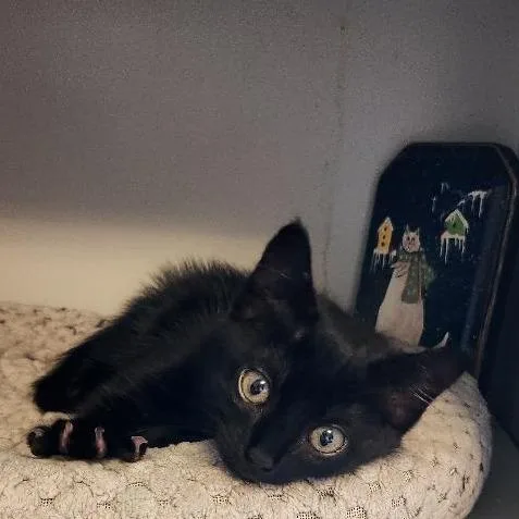 A baby small-sized female Black Domestic Short Hair cat named Moomba for adoption in Rocky Mount, VA