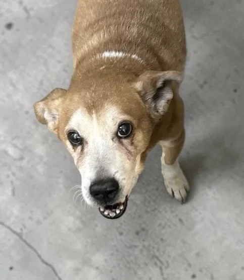 A senior medium-sized male Golden Mixed Breed dog named Helo for adoption in Elyria, OH