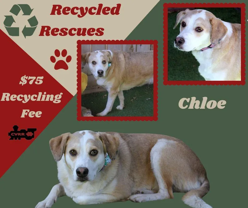 An adult large-sized female Retriever dog named Chloe for adoption in LINDSAY, CA