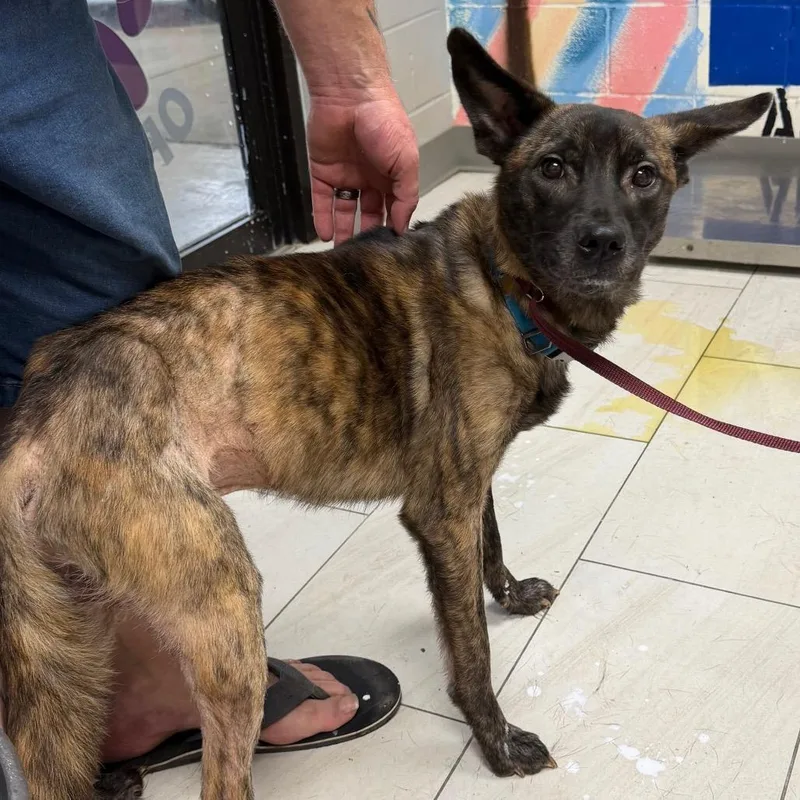 An adult medium-sized male Brindle Mixed Breed dog named Bear for adoption in Lufkin, TX
