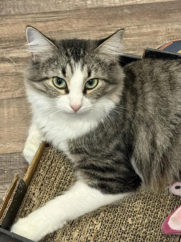 A young medium-sized female Domestic Medium Hair cat named Sadie for adoption in Chattanooga, TN