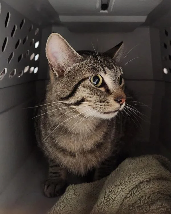 A young small-sized male Domestic Short Hair cat named Dc for adoption in Santa Rosa, CA