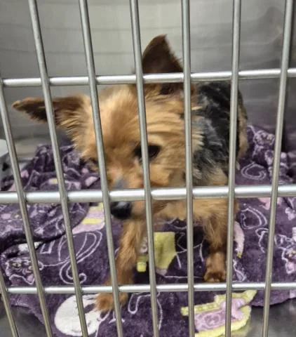An adult small-sized female Yorkshire Terrier dog named Sharpay for adoption in Decatur, IL