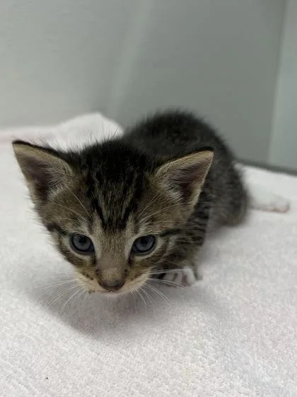 A baby small-sized male Domestic Short Hair cat named Falafel for adoption in West Chester, PA