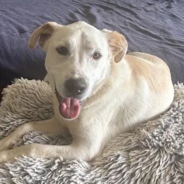 An adult large-sized male Labrador Retriever dog named Dale for adoption in Redmond, WA