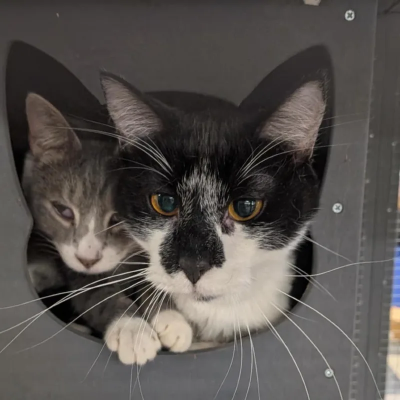 Gojira Aka Go Go thumbnail 2