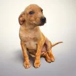 A young medium-sized male Greyhound dog named Norris for adoption in Portsmouth, OH