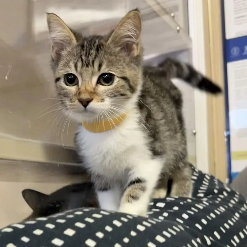 A baby small-sized female Brown / Chocolate Domestic Short Hair cat named Kylie Cosmetics for adoption in Buffalo, MN