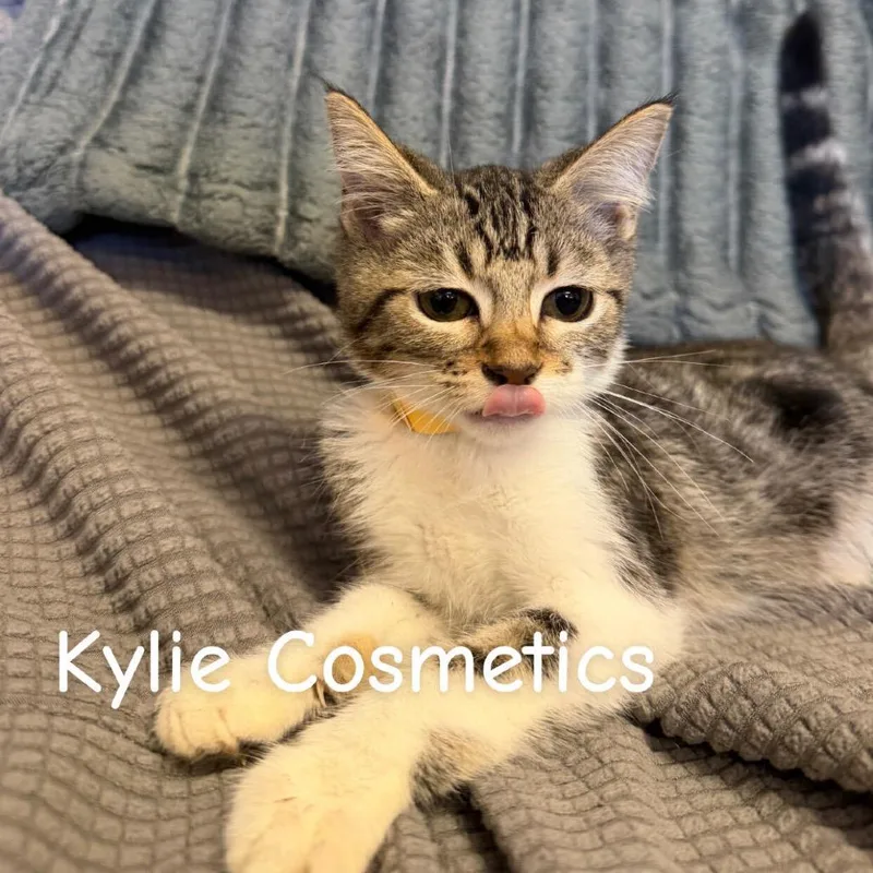 Kylie Cosmetics thumbnail 2