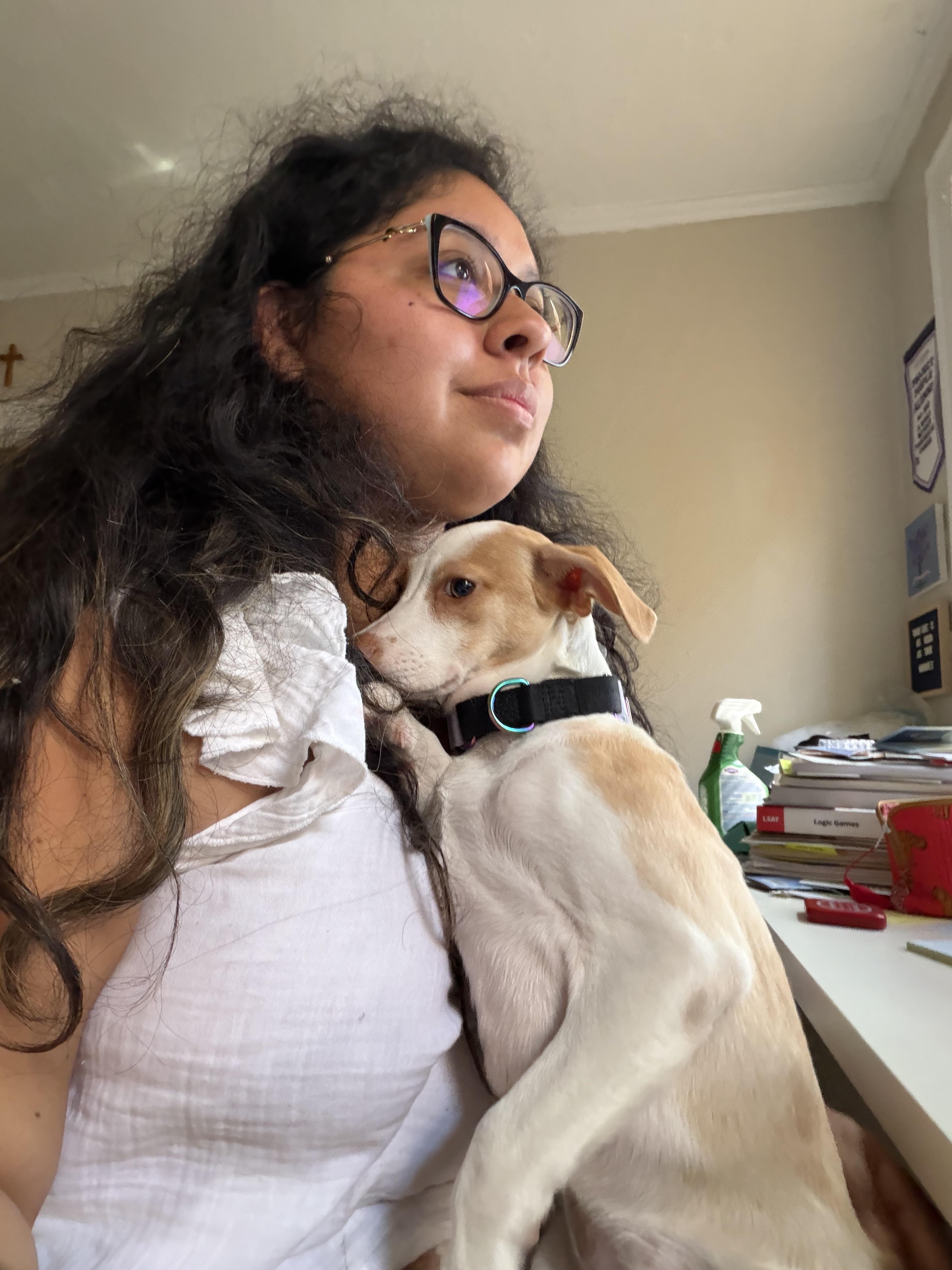 A young medium-sized female Bicolor Labrador Retriever dog named Tulip for adoption in New York, NY