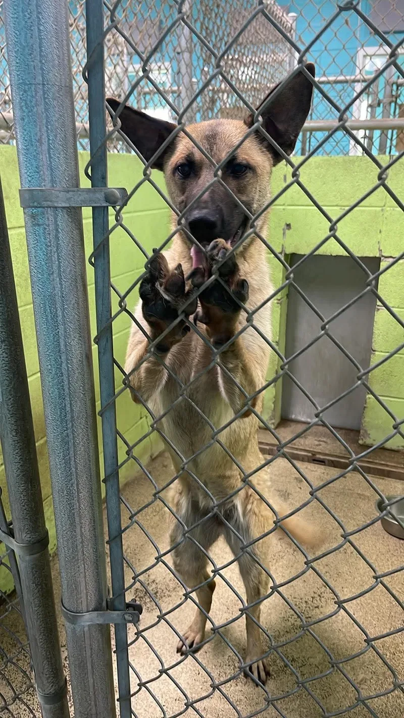 An adult medium-sized female Apricot / Beige German Shepherd Dog dog named Cashew for adoption in Fort Payne, AL