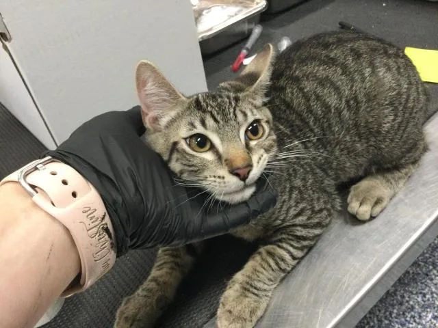 A young small-sized male Domestic Short Hair cat named Mick for adoption in Thousand Palms, CA