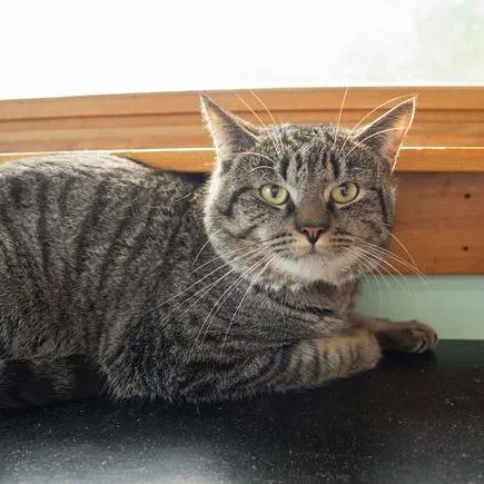 An adult medium-sized male Gray / Blue / Silver Domestic Short Hair cat named Thor for adoption in Brimfield, MA