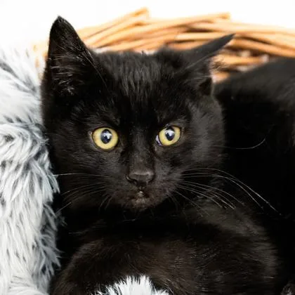 A baby small-sized male Domestic Short Hair cat named Baker for adoption in Camano Island, WA
