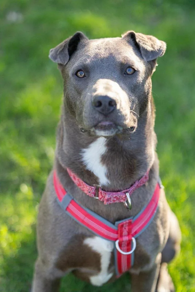A young medium-sized male Pit Bull Terrier dog named Relay for adoption in Savage, MN