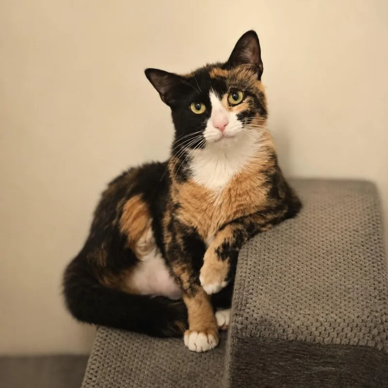 A young medium-sized female Calico Domestic Short Hair cat named Eileen for adoption in Jarrettsville, MD