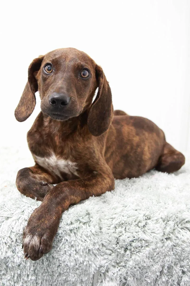 A baby small-sized male Brindle Hound dog named Dunn for adoption in Loogootee, IN