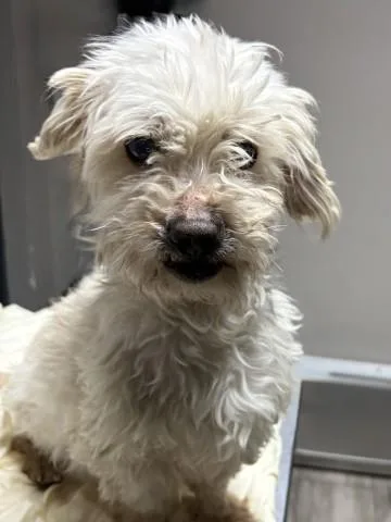 An adult small-sized male Maltese dog named Freddy for adoption in Redlands, CA