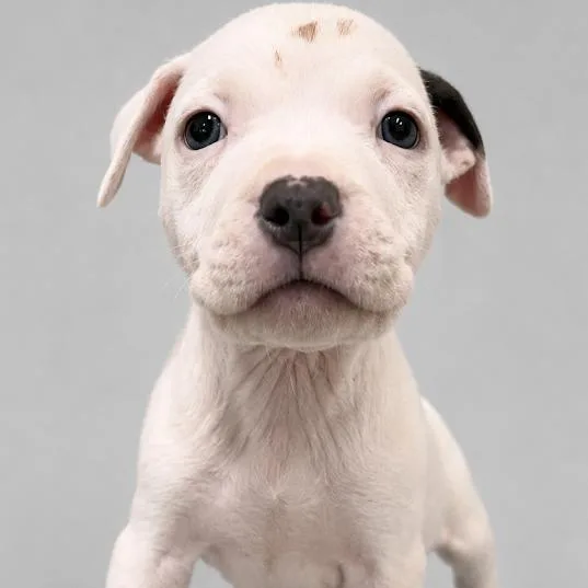 A baby small-sized male White / Cream Pit Bull Terrier dog named Colt for adoption in South Elgin, IL