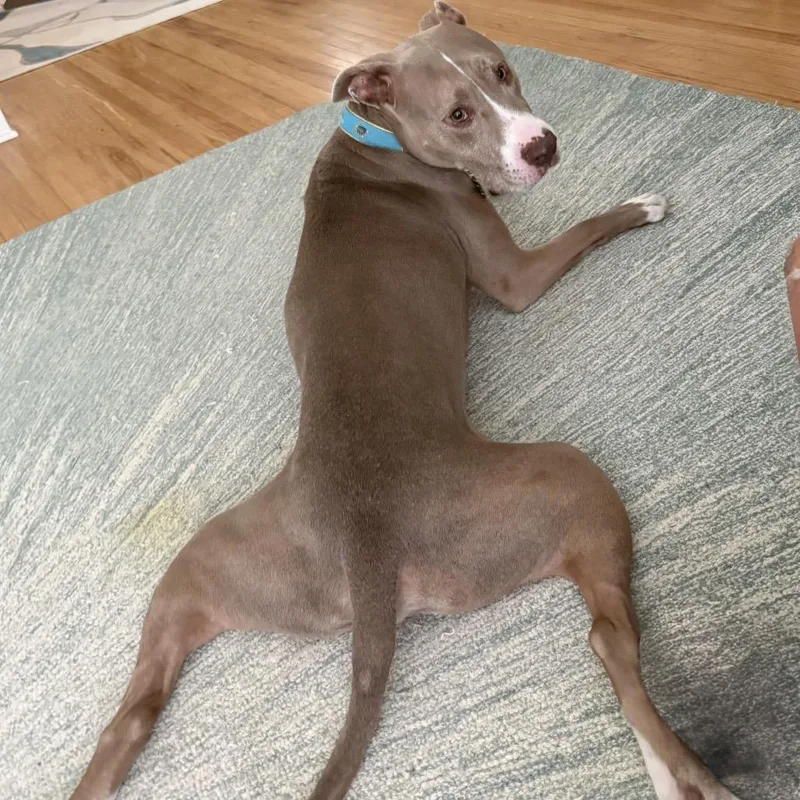 A senior large-sized male Yellow / Tan / Blond / Fawn Mixed Breed dog named Jojo for adoption in Louisville, KY