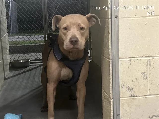 A young large-sized female Pit Bull Terrier dog named Queen for adoption in Ocala, FL