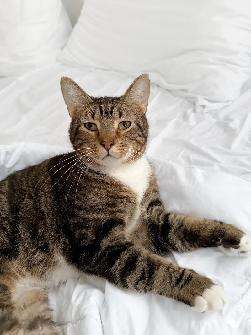 An adult medium-sized male Tabby cat named Butterbean for adoption in New Orleans, LA