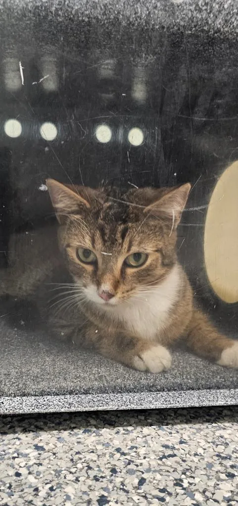 A young small-sized male Domestic Short Hair cat named Apple Jack for adoption in Athens, TN