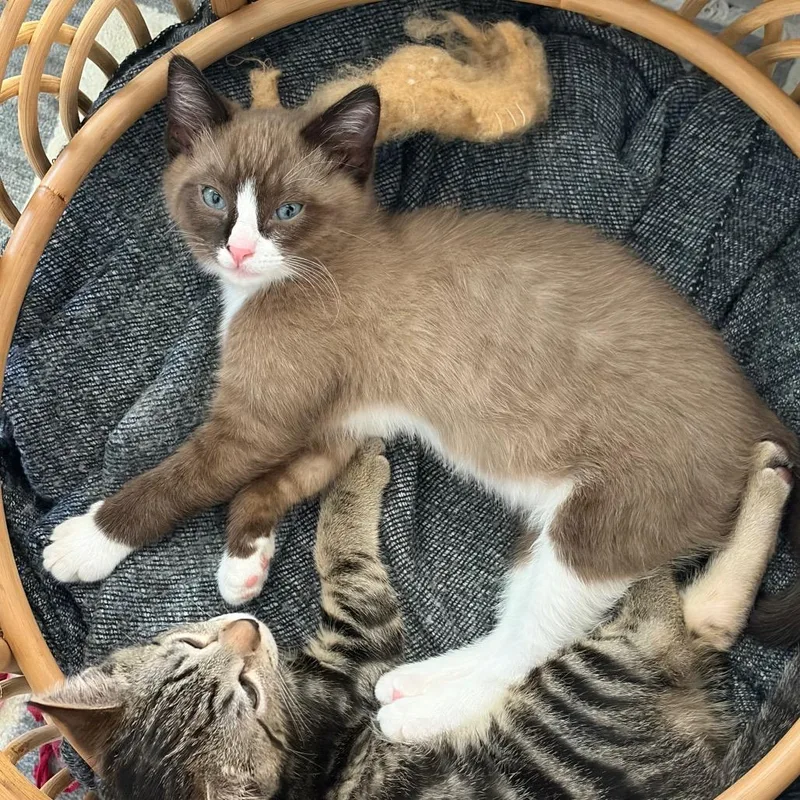 A baby small-sized female Brown / Chocolate Domestic Short Hair cat named Miami for adoption in Talent, OR