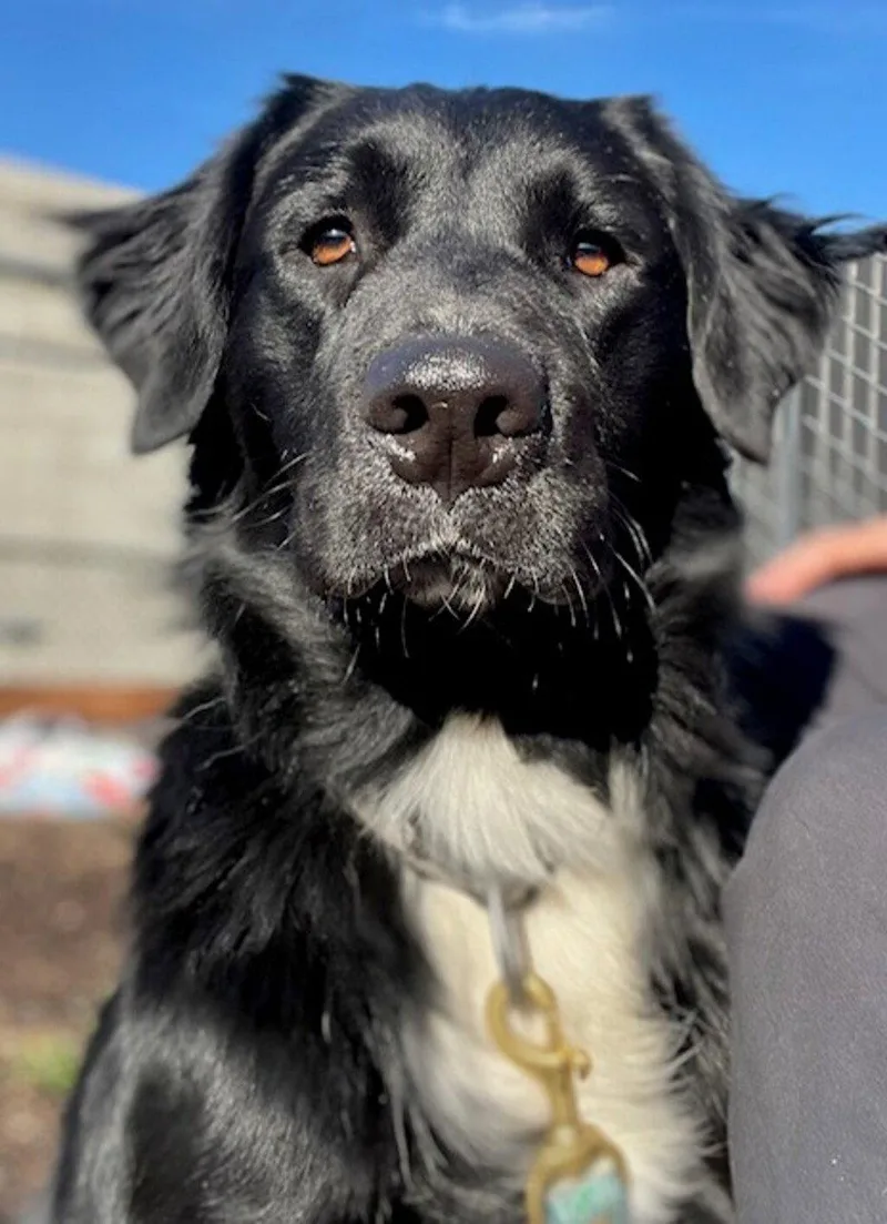 An adult medium-sized male Border Collie dog named Sokka for adoption in Petaluma, CA